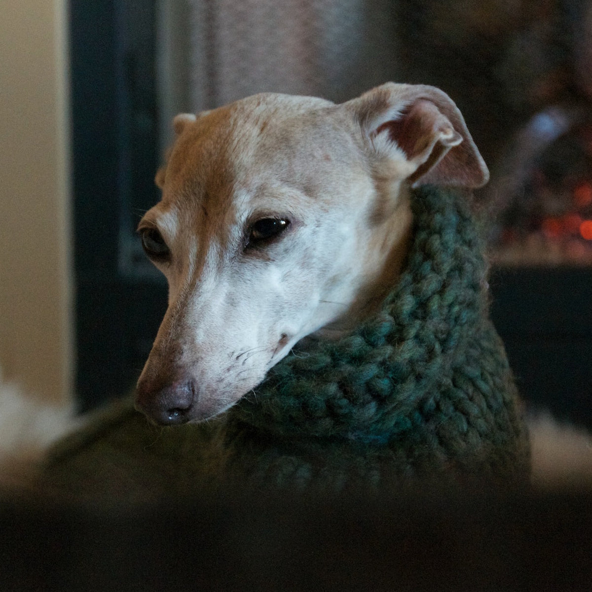 Beige dog wearing a forest green knitted sweater