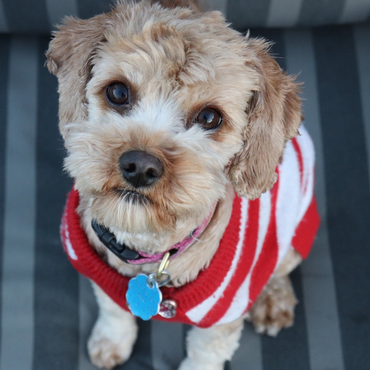 small dog wearing a red and white striped jumper